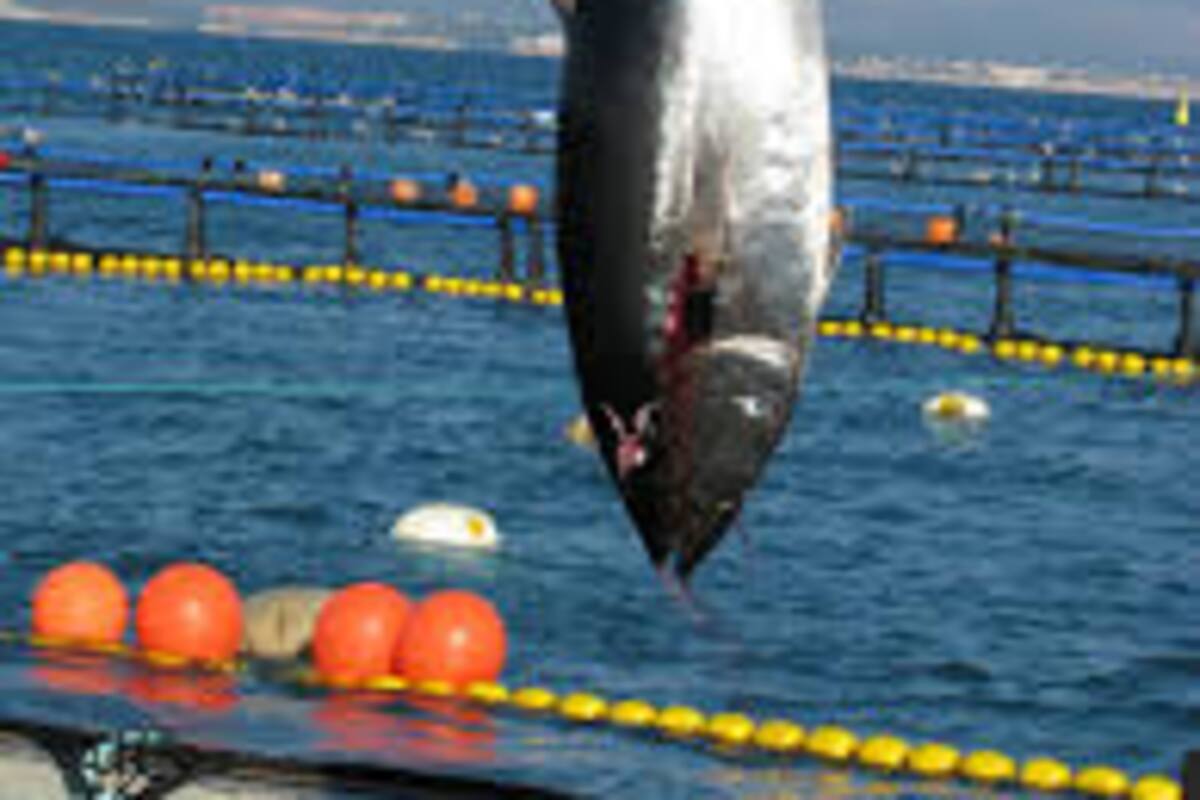 Vendieron en subasta atún por 200 mil dólares en Japón