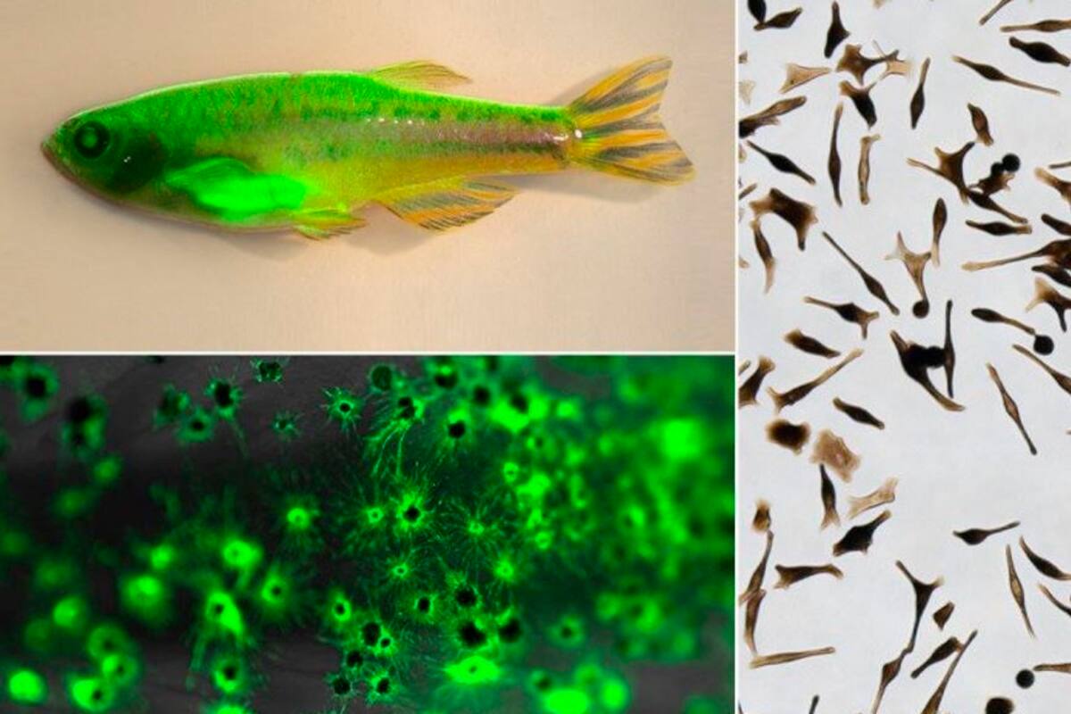 El 'contexto celular' es clave para la formación del cáncer