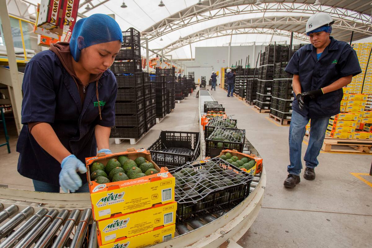 México reporta 51 mil 874 mdd en exportaciones agroalimentarias en 2023