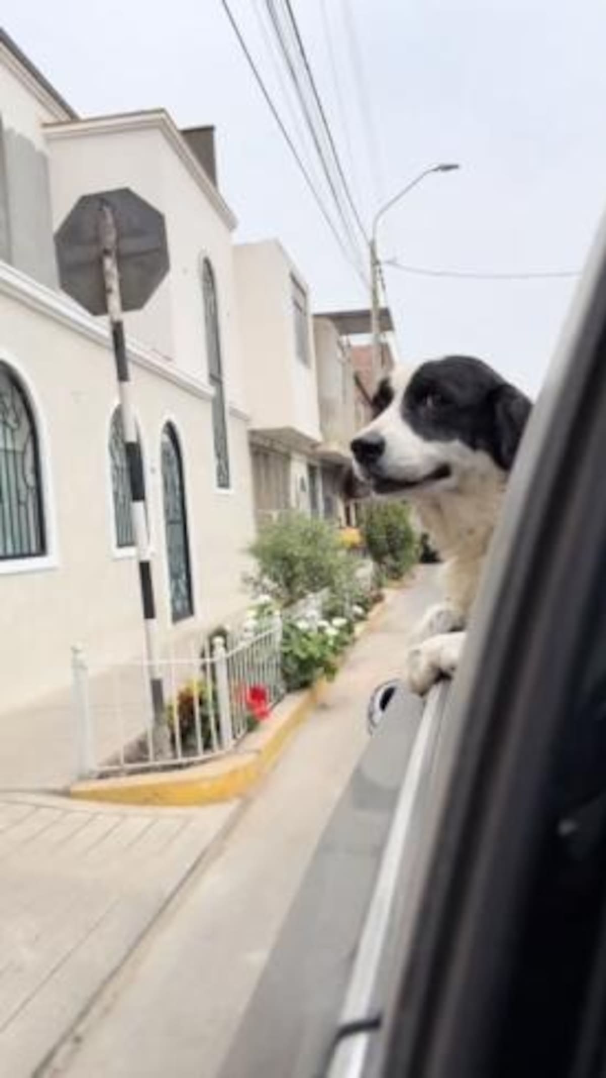 Machis salvó a su familia de la explosión de una barra de dinamita / Especial