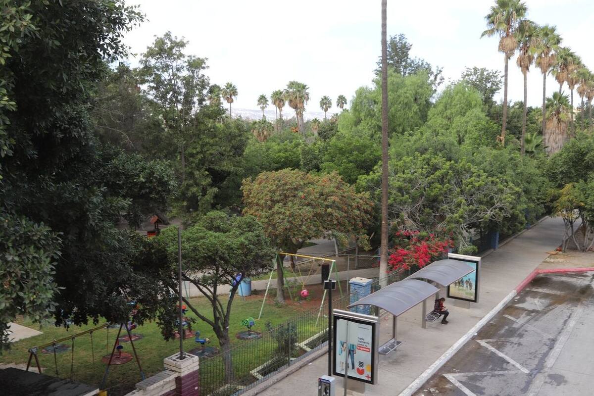 Ayudan árboles a disminuir temperatura