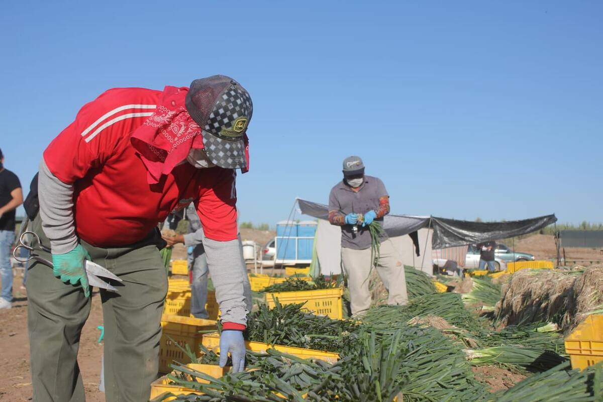 Los comités son parte de la Ley General de Alimentación Adecuada y Sostenible, que establece principios de equidad, inclusión y participación ciudadana.