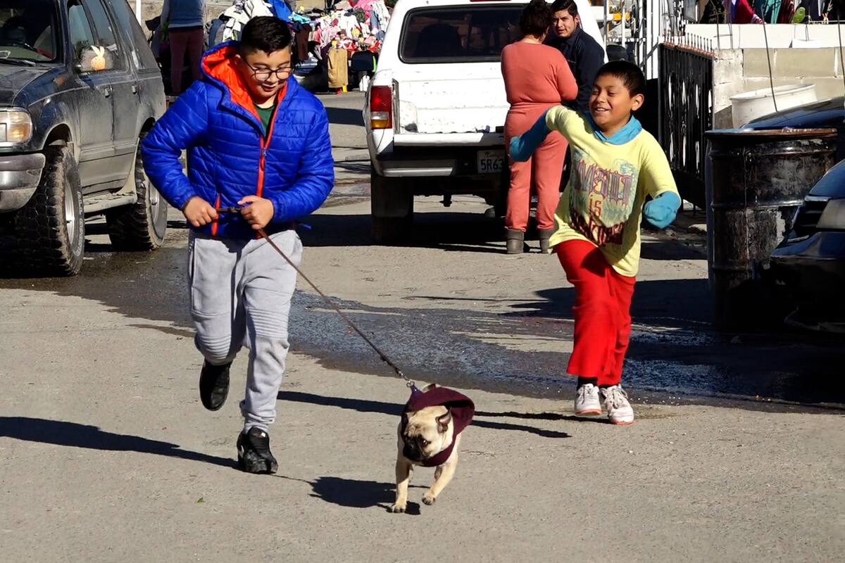 Marcos quiere ser paseador de perros para ayudar con los gastos de su casa