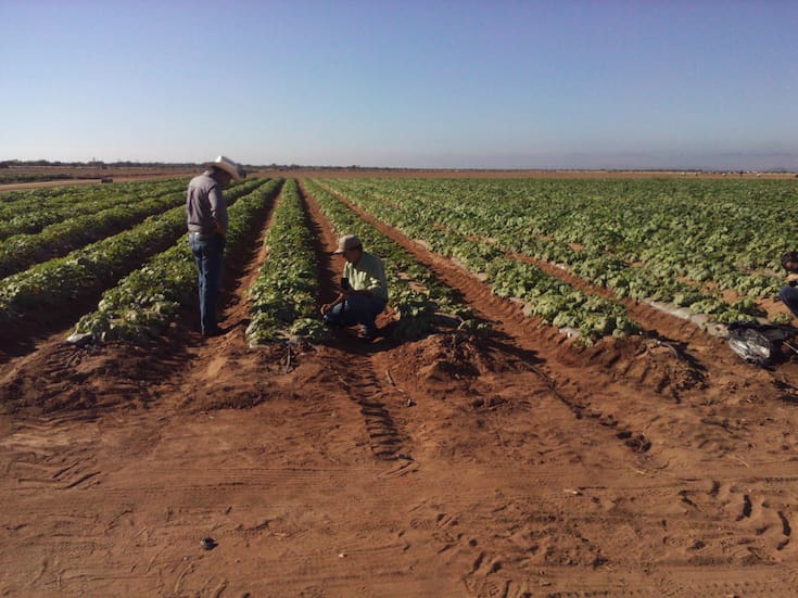 Valle del Yaqui busca duplicar hectáreas sembradas para ciclo agrícola 2025-2026 con cultivos sostenibles