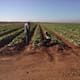 Valle del Yaqui busca duplicar hectáreas sembradas para ciclo agrícola 2025-2026 con cultivos sostenibles