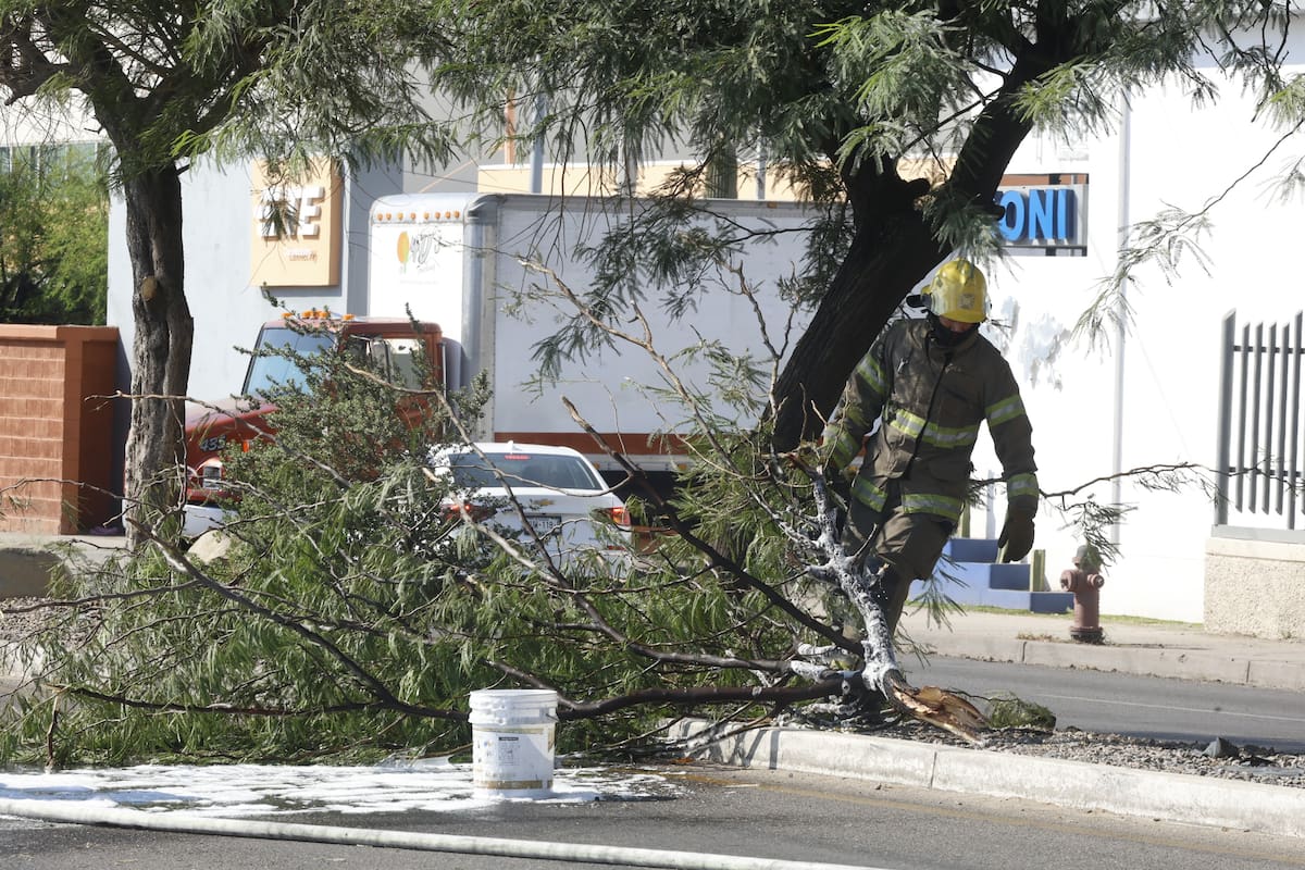 Reciben hasta 10 reportes al día por enjambres: Bomberos de Cajeme