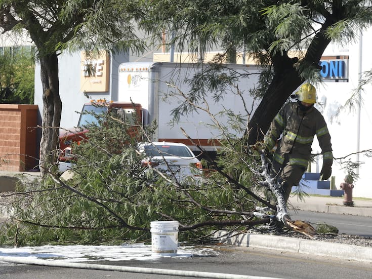 Reciben hasta 10 reportes al día por enjambres: Bomberos de Cajeme