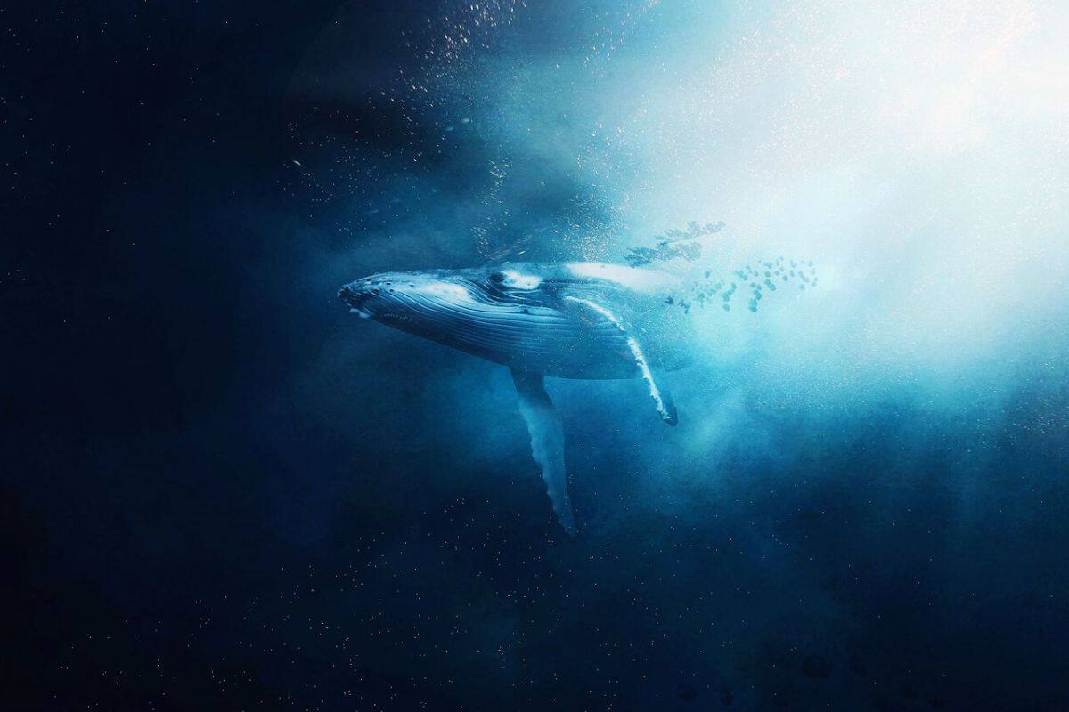 Ballenas sufrieron menos durante Pandemia de Covid-19, según estudio