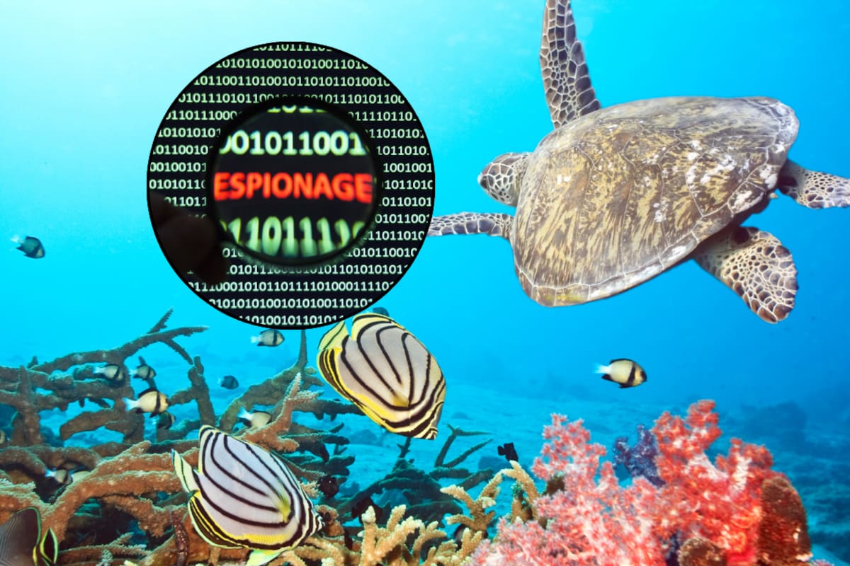 China alerta sobre “animales espía”: asegura que tortugas y peces son usados para recopilar información confidencial