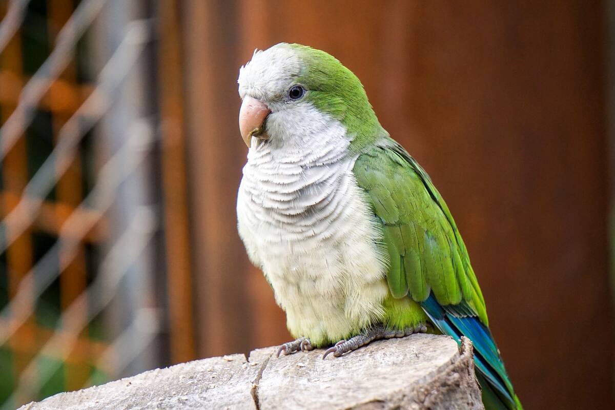 Roban pericos y restos de antílope en Centro Ecológico de Hermosillo