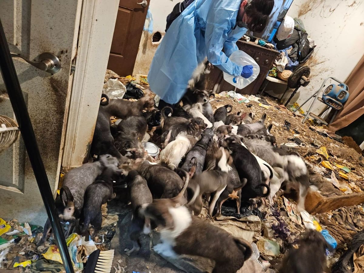 Un total de 40 perros, entre ellos tres cachorros de apenas una semana de nacidos, fueron rescatados de un apartamento en el área de La Mesa y quedaron bajo resguardo de la Sociedad Protectora de Animales de San Diego.
Foto: Cortesia