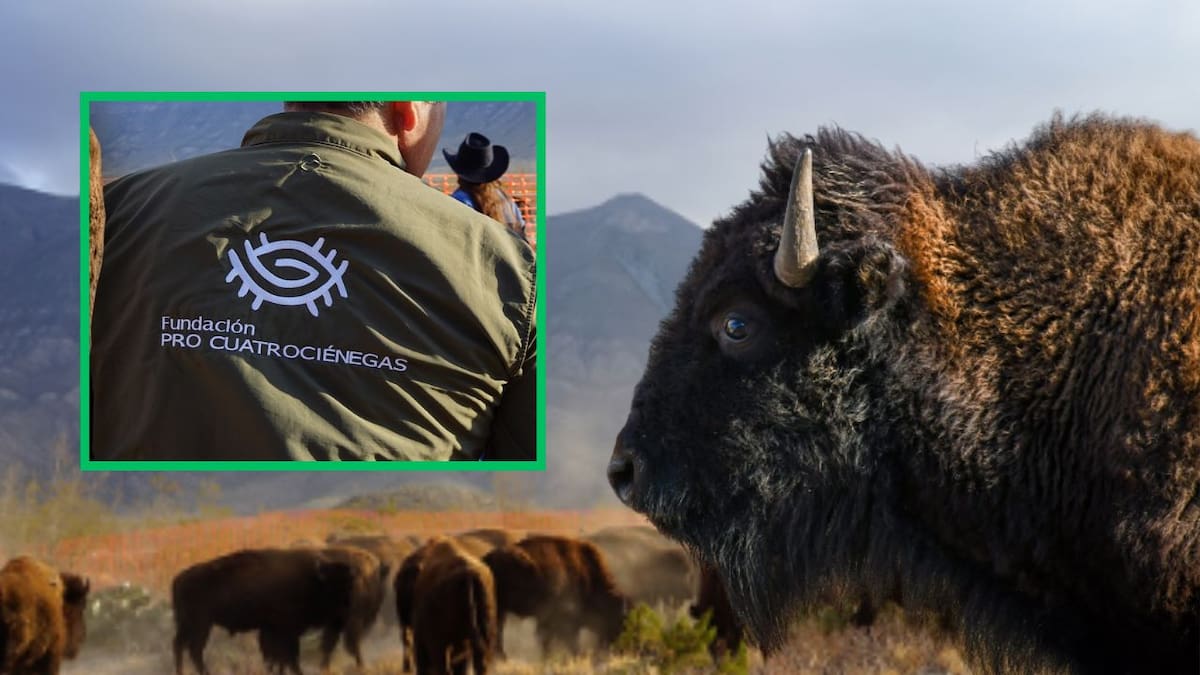 El bisonte regresa a Coahuila: Una manada de 44 ejemplares reforesta el desierto y reconecta una nación originaria