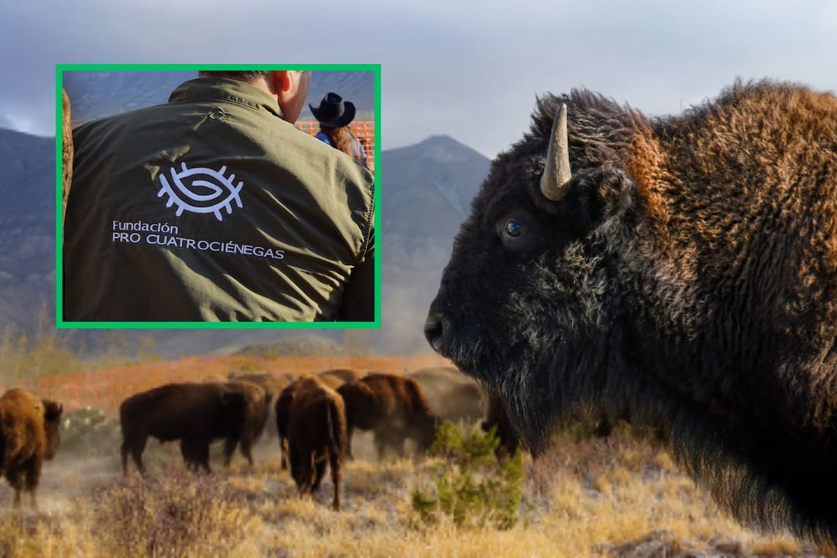 El bisonte regresa a Coahuila: Una manada de 44 ejemplares reforesta el desierto y reconecta una nación originaria