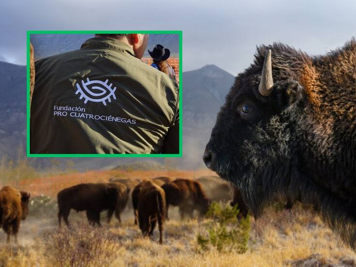 El bisonte regresa a Coahuila: Una manada de 44 ejemplares reforesta el desierto y reconecta una nación originaria