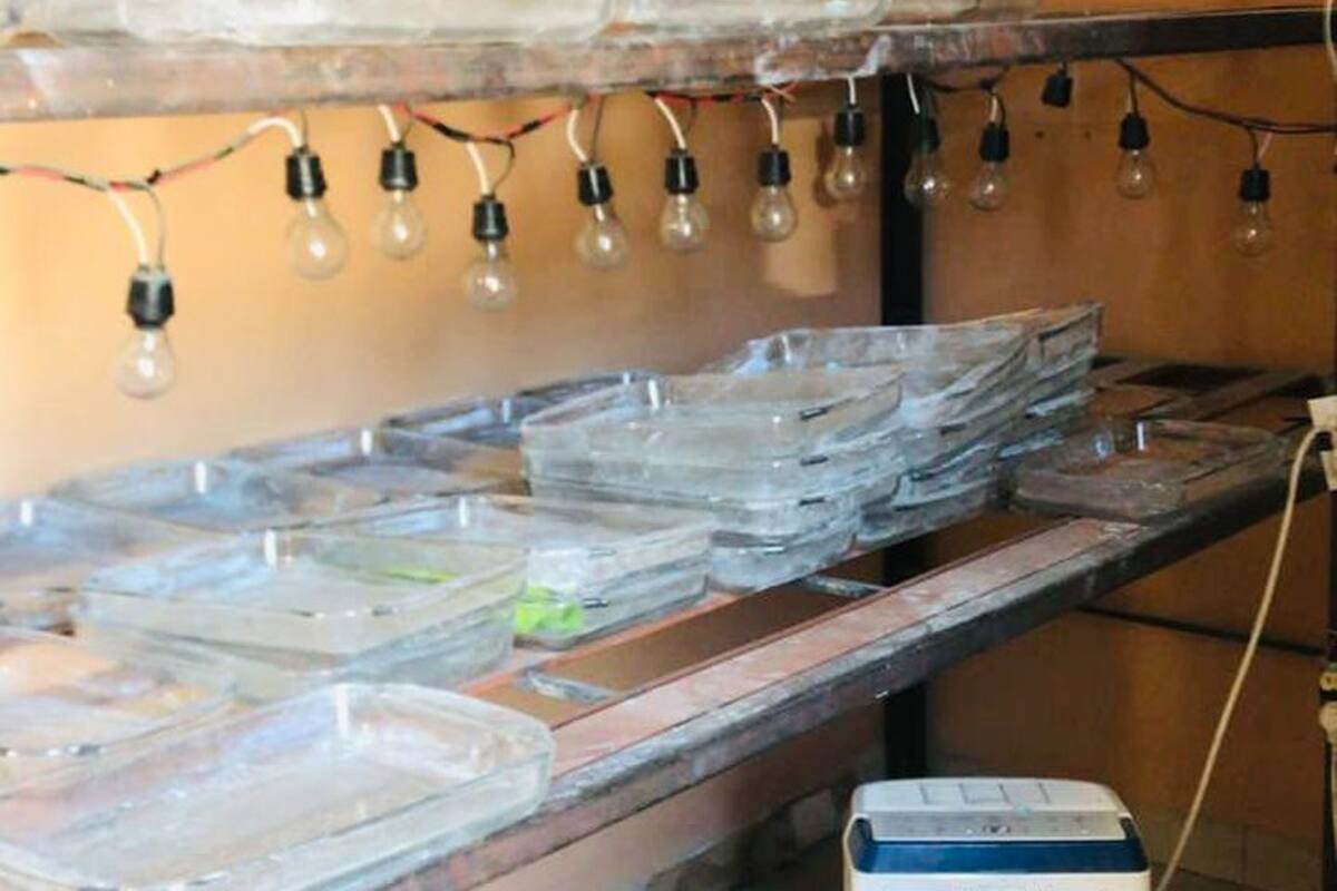 Desmantelan 4 talleres de confección de fentanilo desde 2023 en BC: Sscbc