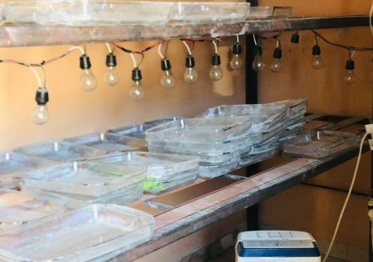 En 2023 se detectó la presencia de grupos delincuenciales que realizan talleres de confección de fentanilo en la entidad. Foto: Archivo