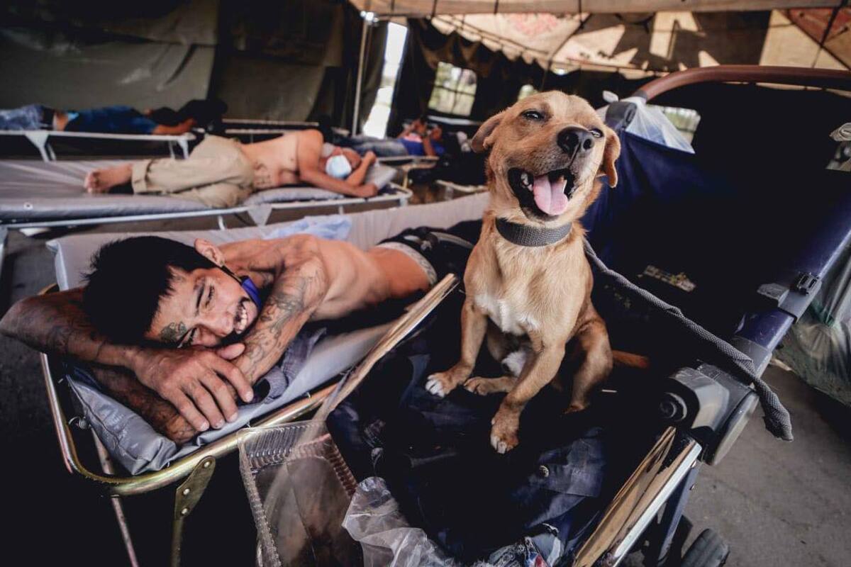 Frijolito: un perro que se resguarda del calor en el albergue peregrino