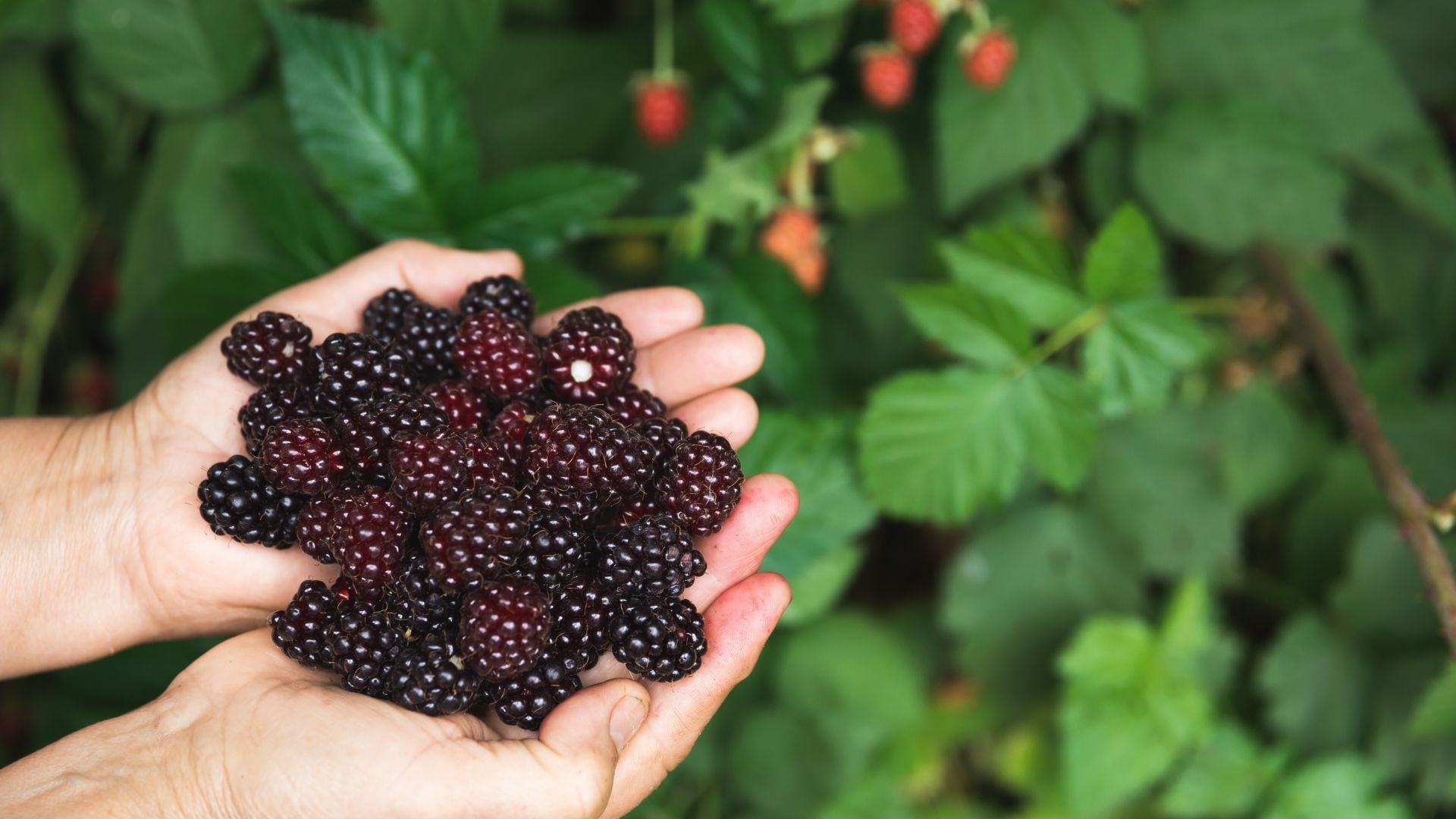 ¿Pasas horas sentado? Estos son los dos alimentos que los expertos recomiendan para cuidar tu corazón.