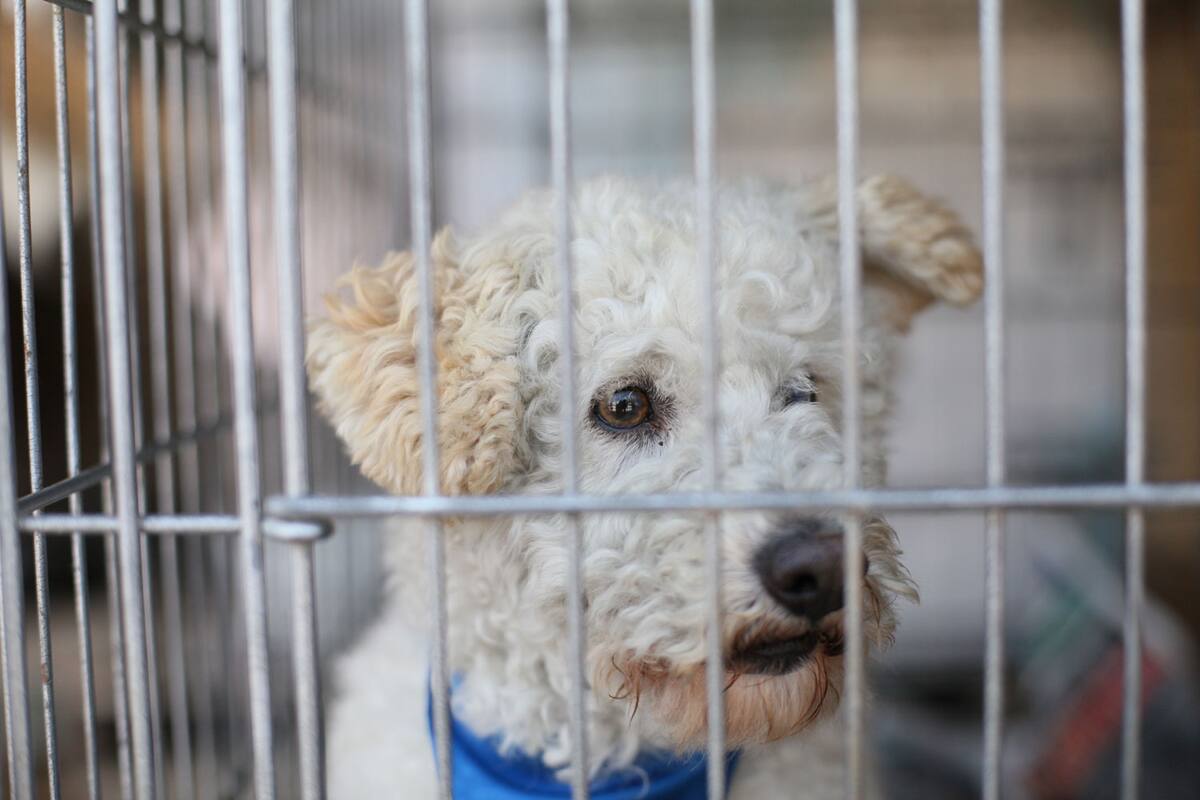 Veterinaria recomienda evitar ‘echarles las sobras’ a los perros