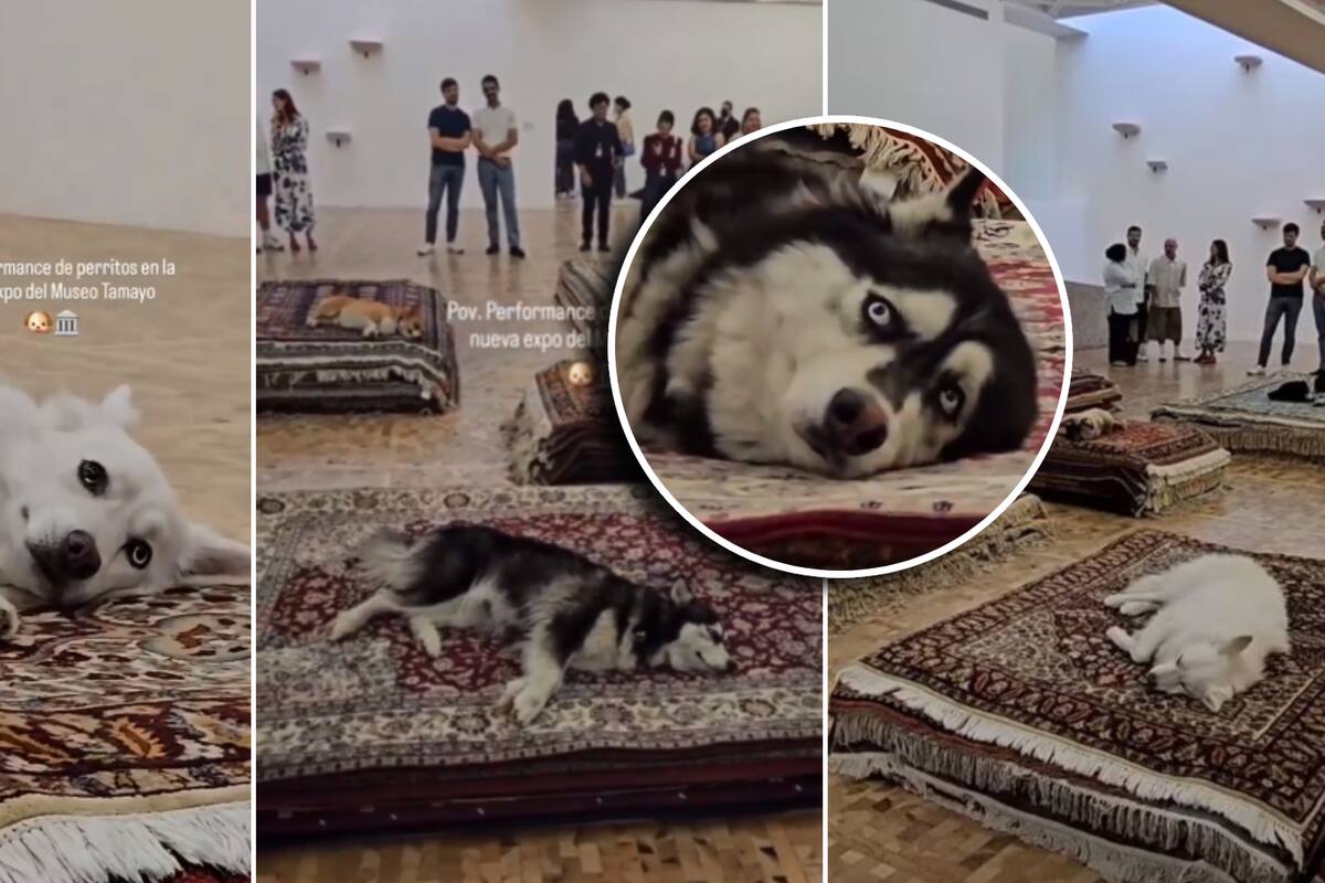 Polémica en el Museo Tamayo por exposición con perros “muertos”
