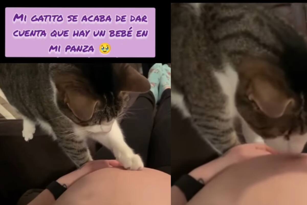 “No dejaba de oler su ombligo”: Gato descubre que su dueña está embarazada y su reacción se vuelve viral
