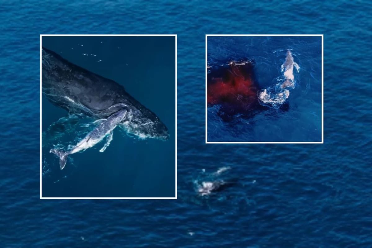 Un dron capta el nacimiento de una ballena jorobada frente a Australia en un video que solo se ha logrado grabar cuatro veces en el mundo
