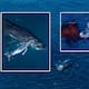 Dron capta el nacimiento de una ballena jorobada