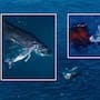 Un dron capta el nacimiento de una ballena jorobada frente a Australia en un video que solo se ha logrado grabar cuatro veces en el mundo