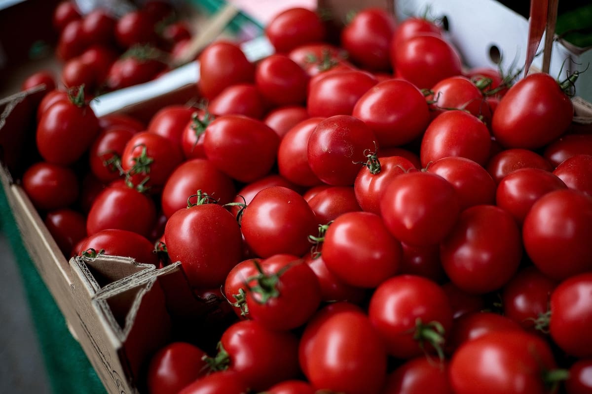 “Sí afectará el campo mexicano”, destacan productores de tomates en México tras aplicación de un 17% hacia el rubro