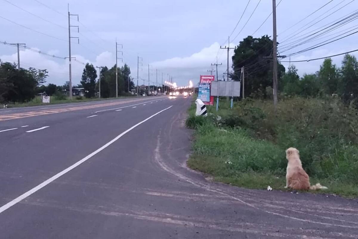 Perrito se reencuentra con sus dueños tras esperar 4 años en el mismo lugar