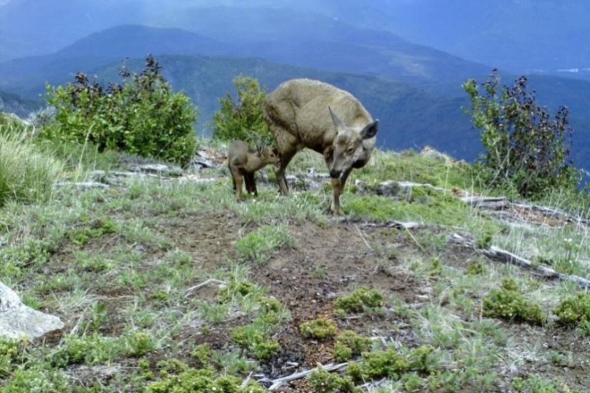 Confirman especie en extinción al norte de la Patagonia chilena