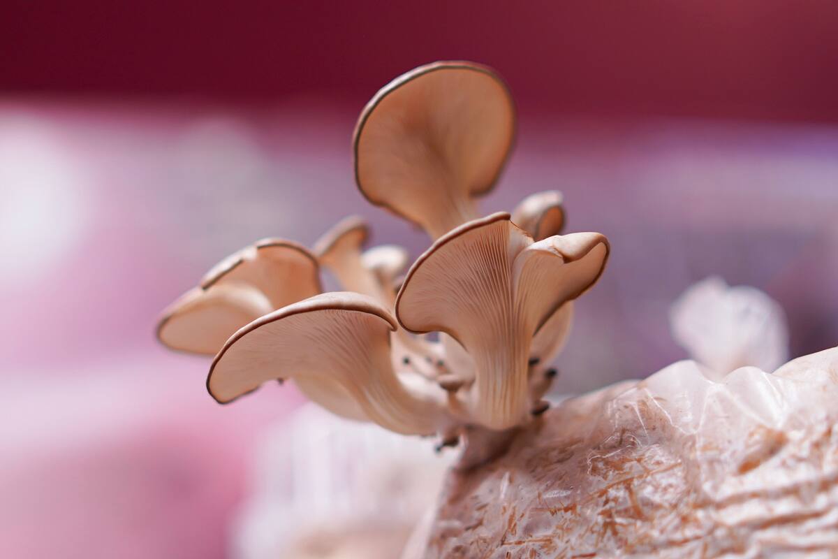 Cultivan hongo seta en Mexicali