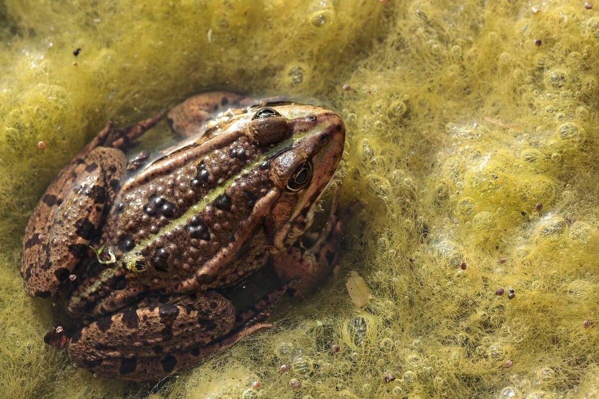 Autoridades de EU piden dejar de lamer sapo del desierto de Sonora por efecto alucinógeno