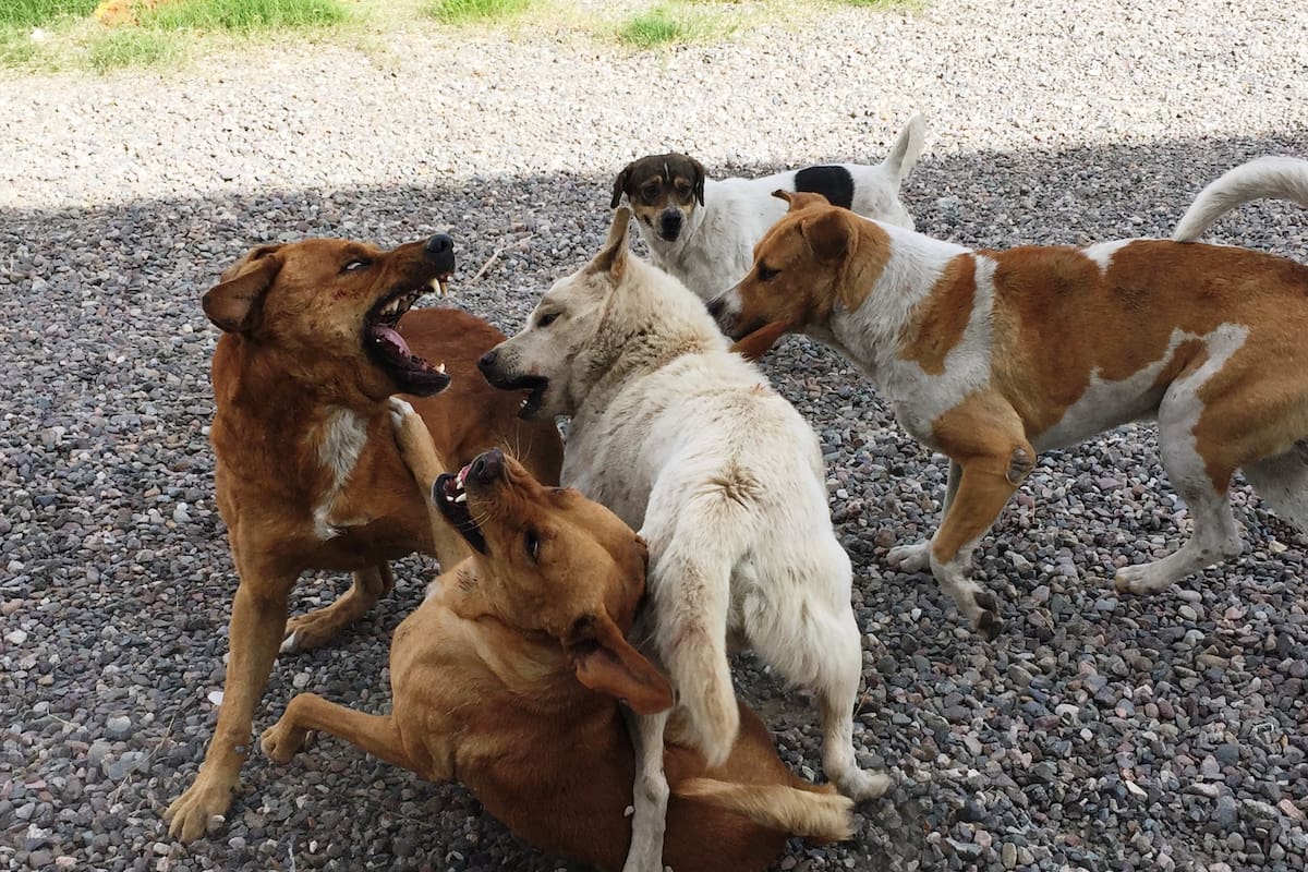 Incrementan mordeduras de perro en Nogales: Reportan tres ataques en menos de 24 horas