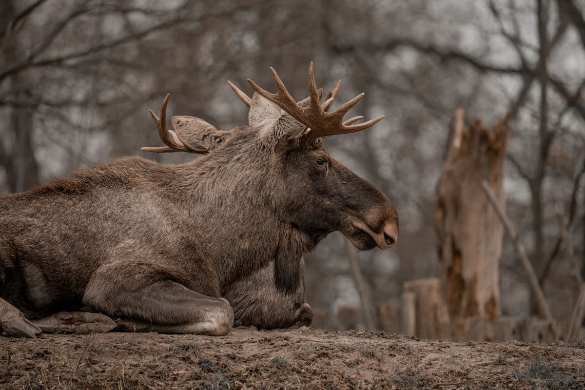 La población de alces de Kentucky creció hasta 13 mil ejemplares tras su reintroducción en 1997. Foto: Pexels