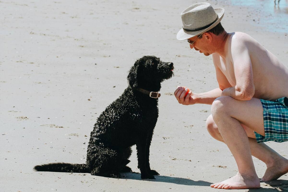 Qué significa hablarle a los perros como si fueran humanos