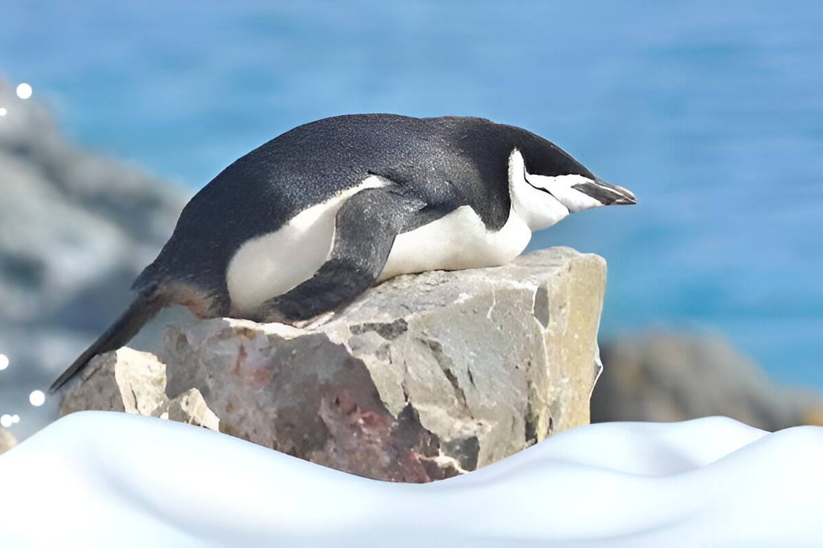 Las microsiestas de 4 segundos de los pingüinos barbijo que habitan en la Ántartida, ha despertado la curiosidad de los científicos