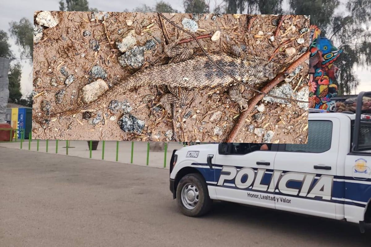 Lagarto espinoso aparece en calles de Valle de Puebla y es rescatado por policías