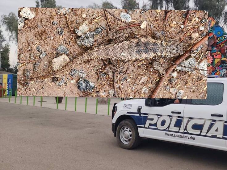 Lagarto espinoso aparece en calles de Valle de Puebla y es rescatado por policías