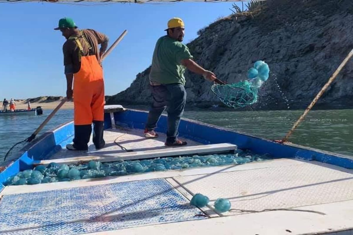 Pesca en peligro tras bajo nivel del agua en presa Álvaro Obregón