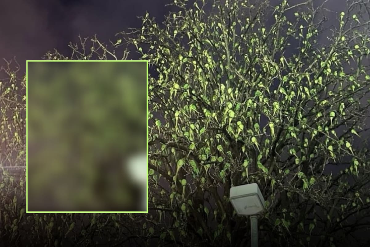 No creerás de lo que está lleno este árbol: ¡no son hojas!