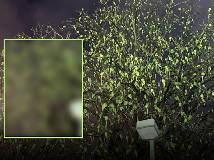 No creerás de lo que está lleno este árbol: ¡no son hojas!
