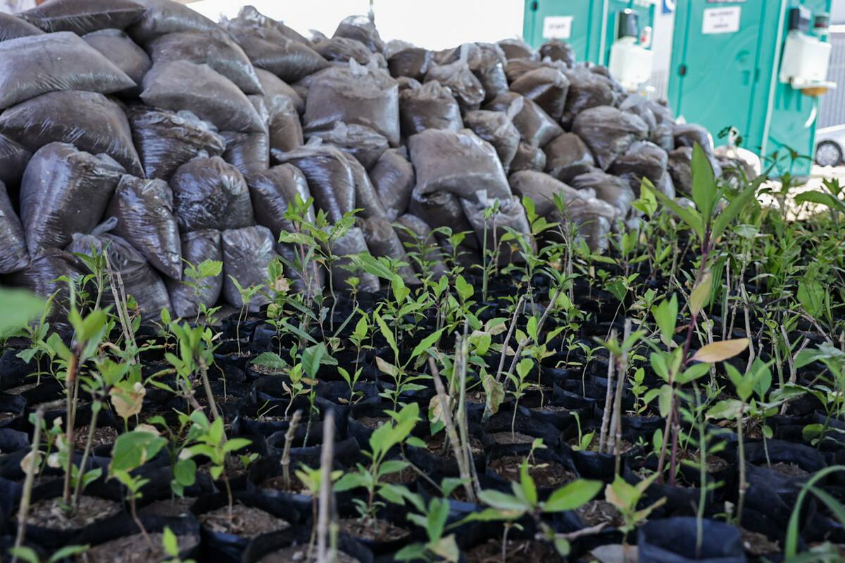 75% de comercios en Mexicali no cumplen con arborización en estacionamientos