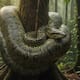 Una anaconda gigante atacó y asfixió a un trabajador en la selva amazónica cuando el hombre recolectaba frutos