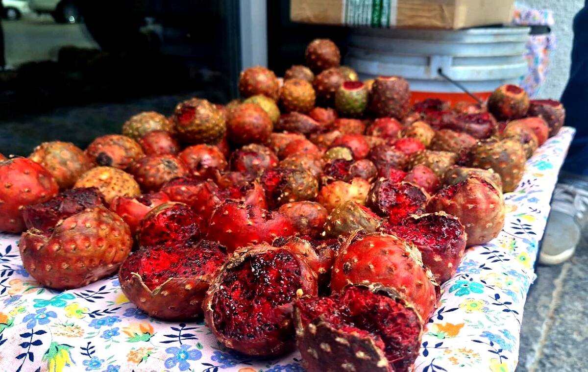 Ya se puede adquirir la tan gustada pitaya en calles de Navojoa. FOTO: JESÚS PALOMARES