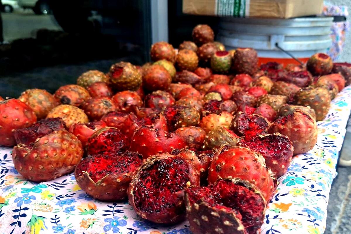 Pone color y sabor la pitaya en el Centro de Navojoa