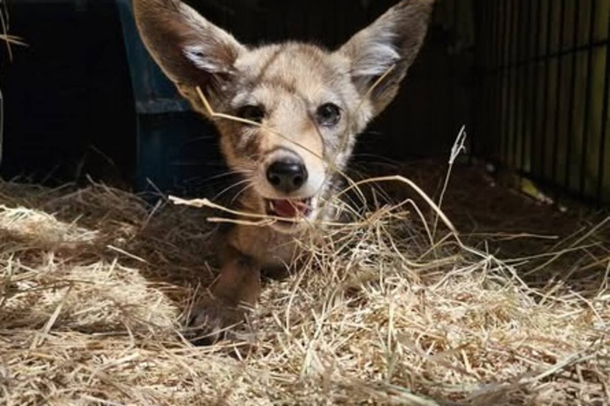 Rescatan a “Coyotín” en Tijuana; no será dado en adopción