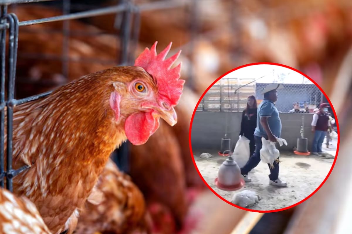 Decomisan pollos a la Familia Michoacana y los reparten entre familias de Edomex, donde el kilo de pierna supera los 200 pesos por extorsiones