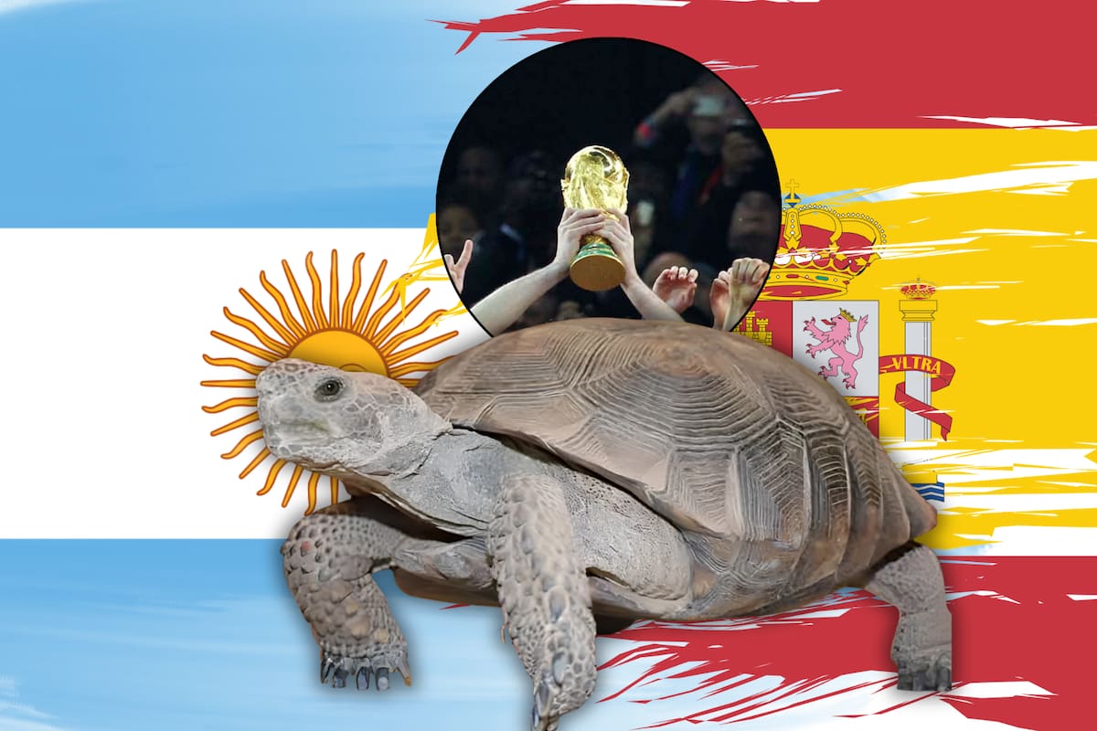 Una tortuga llamada Sonora ya eligió al ganador de la esperada final del Mundial de fútbol 2026: ¿Cuál fue su sorprendente elección?
