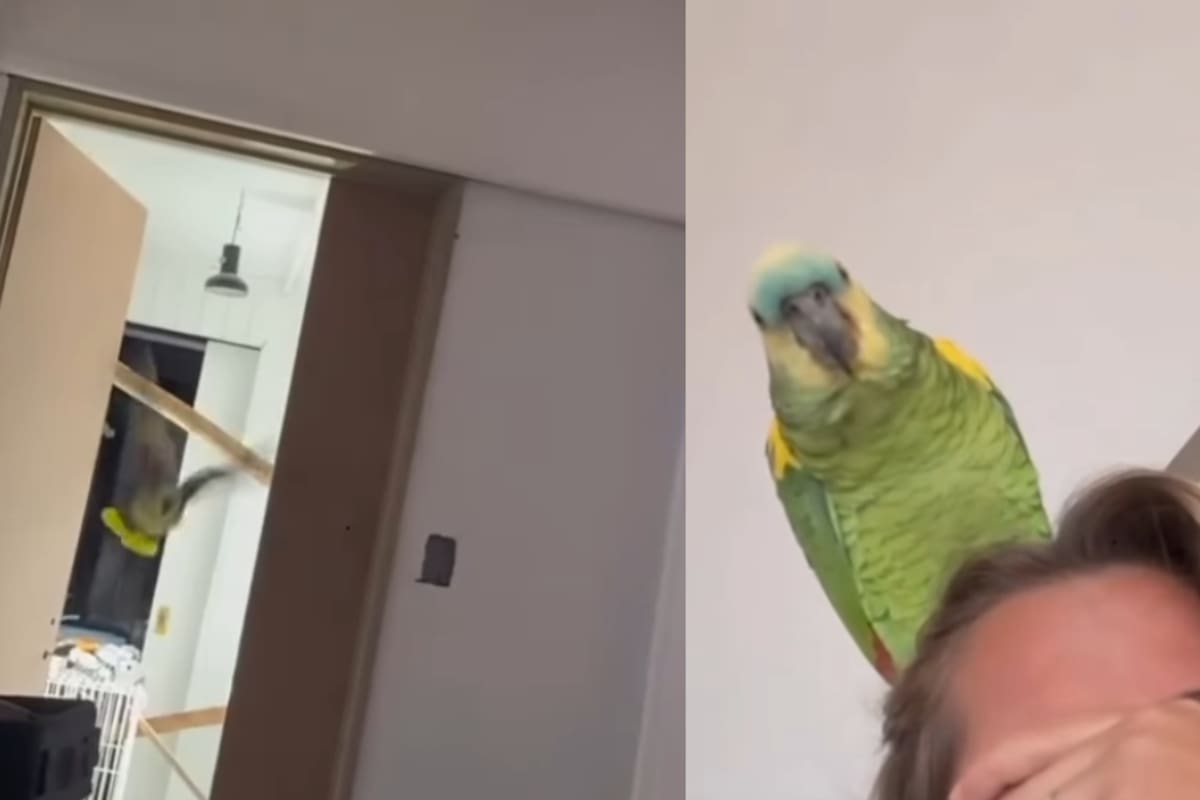 Loro escucha a su dueña llorar y vuela para consolarla; el tierno gesto se vuelve viral